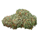 Highly Dutch Organic - Amsterdam Sativa - 28g